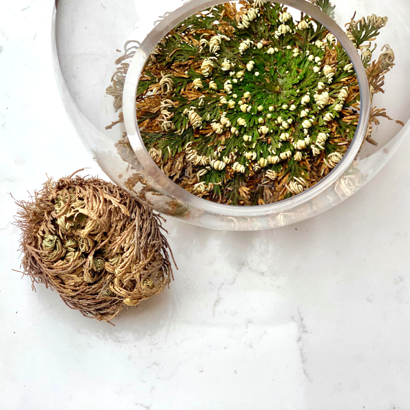 Rose of Jericho Plant