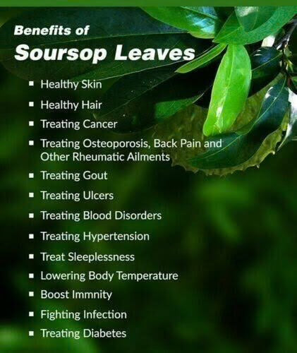 Soursop Leaf Seamoss Gel - (Ulcers, Infection, Immunity)