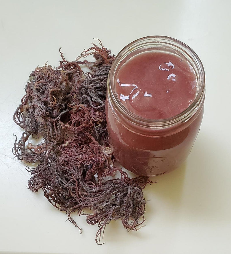 Jamaican Purple Seamoss - (Delay Cellular Aging + more)